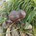 Cast Iron Geocache Creatures: Frog